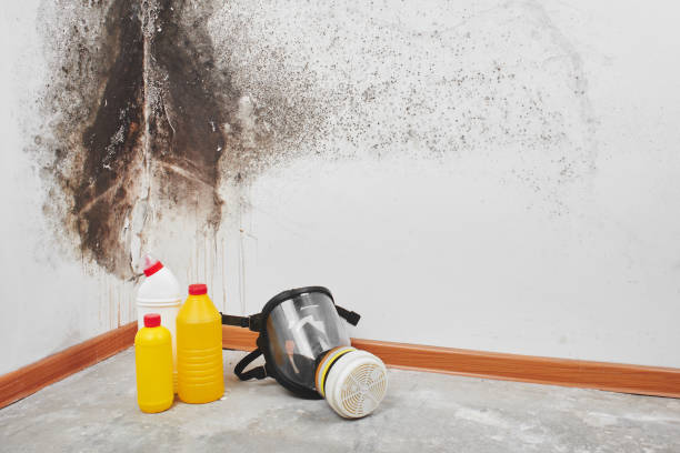 Best Mold Removal Specialists  in Eastwood, MI