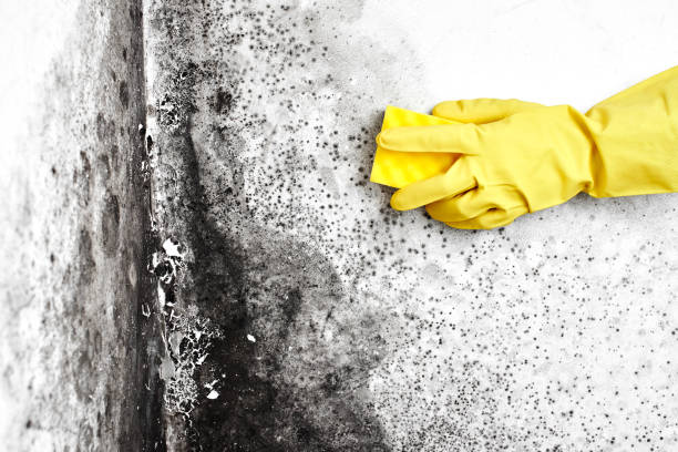 Best Professional Mold Removal  in Eastwood, MI