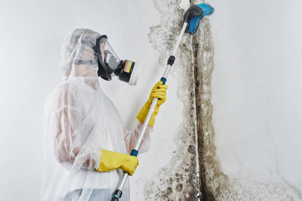 Best Mold Removal Near Me  in Eastwood, MI