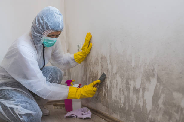 Best Home Mold Removal  in Eastwood, MI