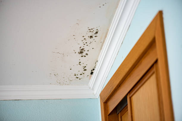 Office Mold Removal Services in Eastwood, MI
