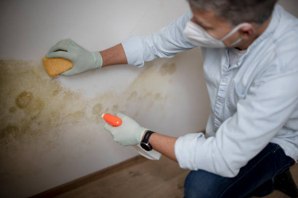 Best Affordable Mold Removal  in Eastwood, MI