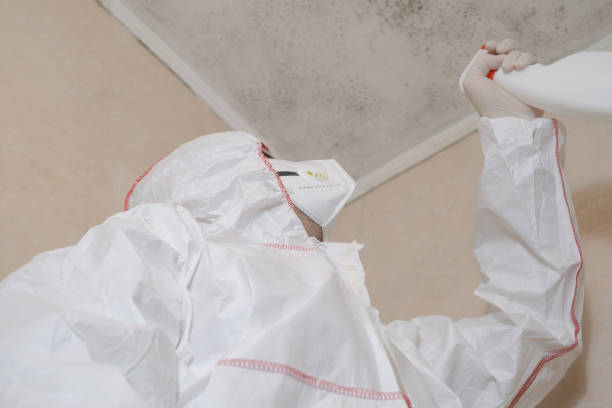 Attic Mold Removal in Eastwood, MI