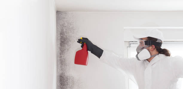 Best Local Mold Removal Service  in Eastwood, MI