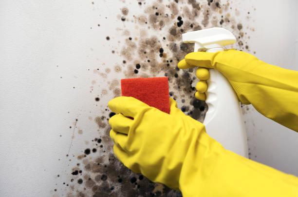 Mold Testing and Removal in Eastwood, MI