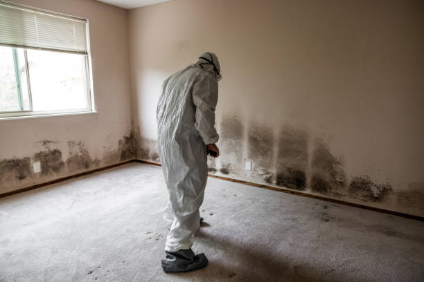 Mold Removal Process in Eastwood, MI