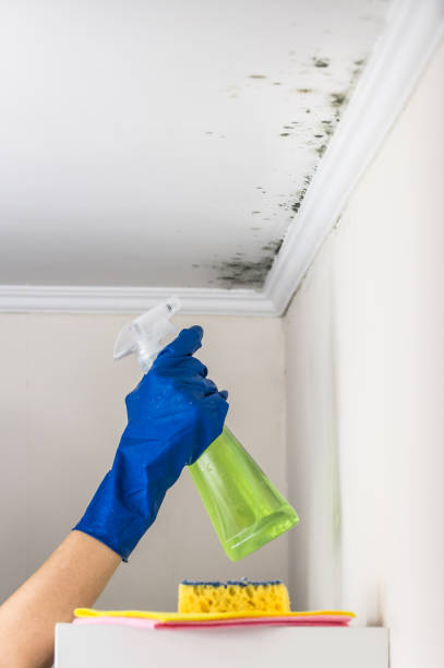 Professional Mold Removal in Eastwood, MI