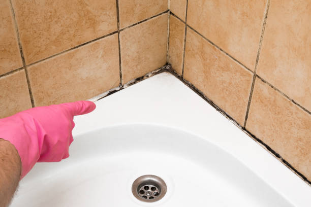 Best Affordable Mold Removal  in Eastwood, MI